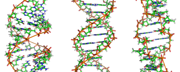 From left to right, the structures of A-, B- and Z-DNA. The structure a DNA molecule depends on its environment. In aqueous enviromnents, including the majority of DNA in a cell, B-DNA is the most common structure. The A-DNA structure is dominates in dehydrated samples and is similar to the double-stranded RNA and DNA/RNA hybrids. Z-DNA is a rarer structure found in DNA bound to certain proteins - Sputnik International