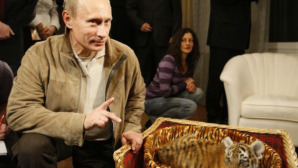 Prime Minister Vladimir Putin presented to journalists a tiger cub which he was given for his birthday on October 7. A 2.5 month-old Siberian tigress will soon move from the Novo-Ogaryovo residence to the Zoo. (File) - Sputnik International