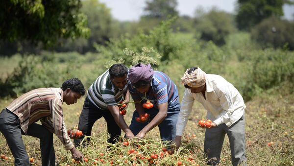 Indian farmers Kalidas Devipujak(3R),Manubhai Talpada(2R)and Navghanbhai Talpada(R)are joined by a colleague as they pluck ripe tomatos in a field in the village of Alindra, Nadiad Taluka District some 55kms from Ahmedabad - Sputnik International