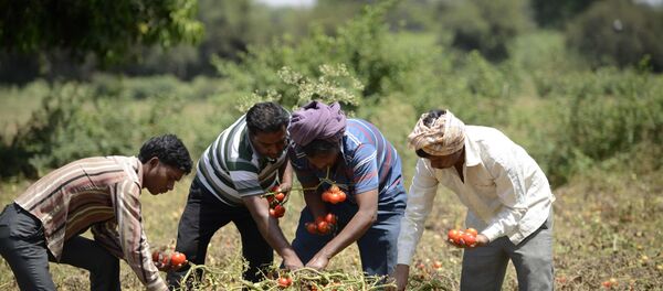 Indian farmers Kalidas Devipujak(3R),Manubhai Talpada(2R)and Navghanbhai Talpada(R)are joined by a colleague as they pluck ripe tomatos in a field in the village of Alindra, Nadiad Taluka District some 55kms from Ahmedabad - Sputnik International
