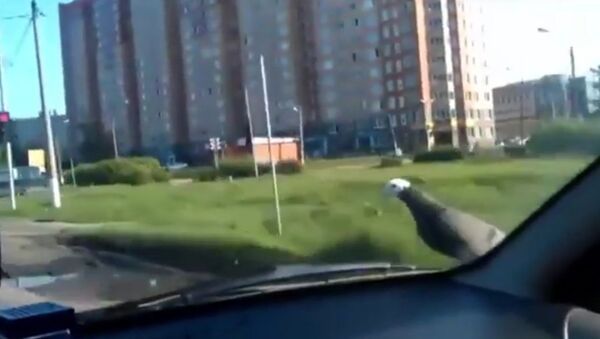 Pigeon enjoys a ride on car hood - Sputnik International