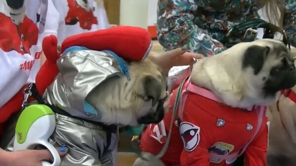 Russia: Yuri PUGarin - see these cute dogs get dressed up for Cosmonautics Day - Sputnik International