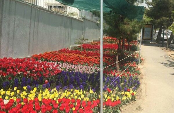 Tulips in Tehran - Sputnik International