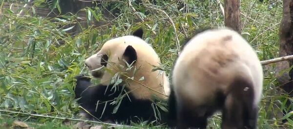 Clumsy Panda Escapes Quickly After Failing To Attack - Sputnik International