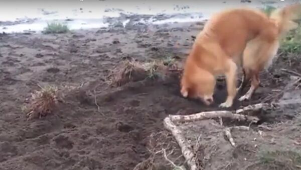Dog Struggles to Bury Huge Stick With Nose - Sputnik International
