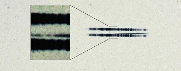 The 1917 photographic plate spectrum of van Maanen's star from the Carnegie Observatories’ archive. The pull-out box shows the strong lines of the element calcium, which are surprisingly easy to see in the century old spectrum. The spectrum is the thin, (mostly) dark line in the center of the image. The broad dark lanes above and below are from lamps used to calibrate wavelength, and are contrast-enhanced in the box to highlight the two “missing” absorption bands in the star. The 1917 photographic plate spectrum of van Maanen's star from the Carnegie Observatories’ archive. The pull-out box shows the strong lines of the element calcium, which are surprisingly easy to see in the century old spectrum. The spectrum is the thin, (mostly) dark line in the center of the image. The broad dark lanes above and below are from lamps used to calibrate wavelength, and are contrast-enhanced in the box to highlight the two “missing” absorption bands in the star. - Sputnik International