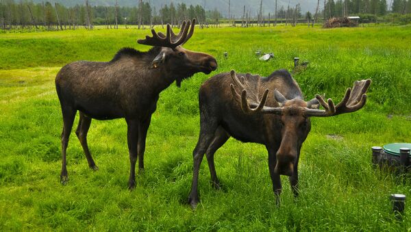 Alaska Wildlife Conservation Center, AK - Sputnik International