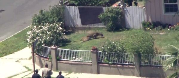 Mountain lion dashes from Los Angeles school to backyard Mountain lion dashes from Los Angeles school to backyard - Sputnik International