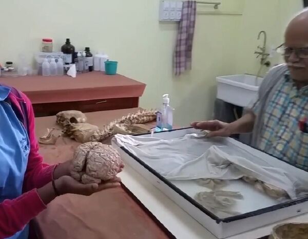 NIMHANS Brain Museum  - Sputnik International