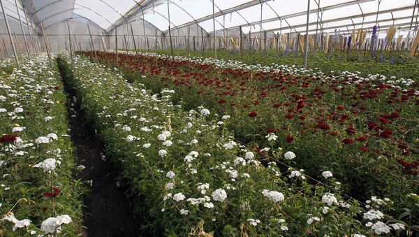 Flowers grow in a greenhouse on the Valleflor flower farm in Pifo, Ecuador. - Sputnik International