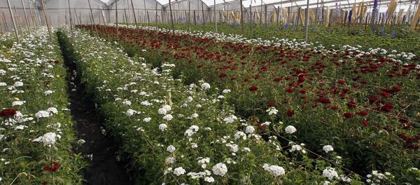 Flowers grow in a greenhouse on the Valleflor flower farm in Pifo, Ecuador. Flowers grow in a greenhouse on the Valleflor flower farm in Pifo, Ecuador. - Sputnik International
