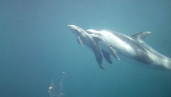 Pacific white-sided dolphin calf - Sputnik International