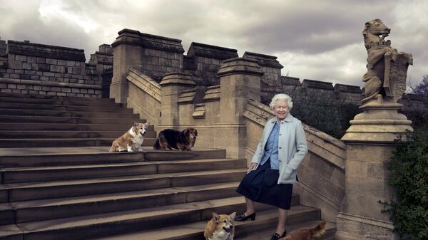Britain's Queen Elizabeth II is seen walking in the private grounds of Windsor Castle on steps at the rear of the East Terrace and East Garden with four of her dogs. - Sputnik International
