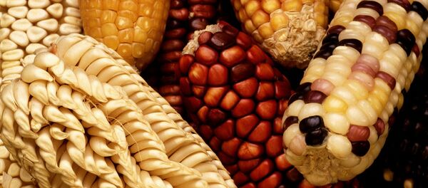 Genetically modified foods - Sputnik International