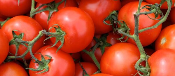 Tomatoes - Sputnik International