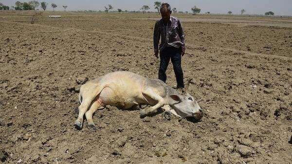 An Indian farmer tries to revive his unconscious cattle dying on an unploughed field during a water crisis in Gondiya village, 45km from Allahabad, on April 21, 2016 - Sputnik International