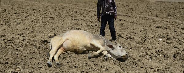 An India farmer tries to revive his unconscious cattle dying on an unploughed field during a water crisis in Gondiya village, 45km from Allahabad, on April 21, 2016 - Sputnik International