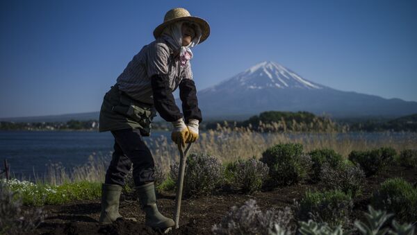 A Japanese gardener works by Kawaguchi Lake overlooking Mount Fuji in Fujikawaguchiko on May 13, 2015 - Sputnik International