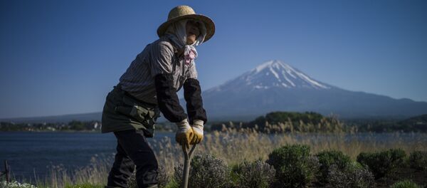 A Japanese gardener works by Kawaguchi Lake overlooking Mount Fuji in Fujikawaguchiko on May 13, 2015 A Japanese gardener works by Kawaguchi Lake overlooking Mount Fuji in Fujikawaguchiko on May 13, 2015 - Sputnik International