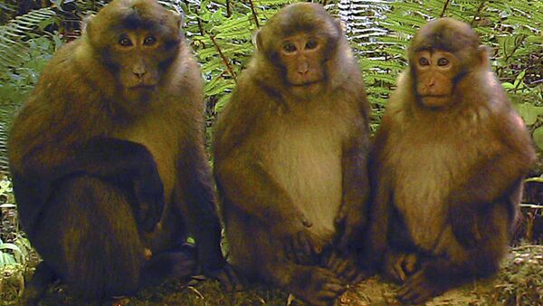 White-cheeked macaques (Macaca leucogenys) - Sputnik International