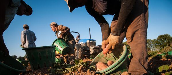 Migrant workers carefully lift large sweet potatoes as they pick and sort according the potatoes to size at Kirby Farms in Mechanicsville Migrant workers carefully lift large sweet potatoes as they pick and sort according the potatoes to size at Kirby Farms in Mechanicsville - Sputnik International