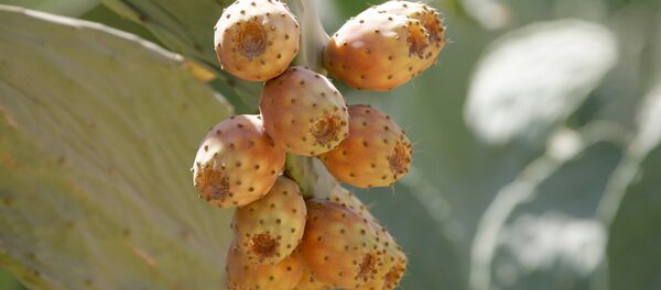 Ripe prickly pears are seen growing from the tip of cactus nodules in the Syrian capital Damascus. The fruit can be picked, peeled and eaten as a fruit or made into a jam or marmalade. Ripe prickly pears are seen growing from the tip of cactus nodules in the Syrian capital Damascus. The fruit can be picked, peeled and eaten as a fruit or made into a jam or marmalade. - Sputnik International