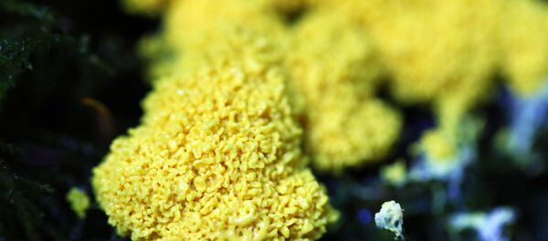 Slime molds - Sputnik International