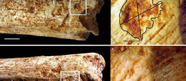 Bones - Sputnik International