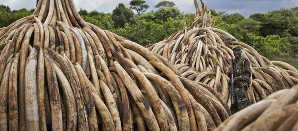 Kenya Ivory Burning - Sputnik International