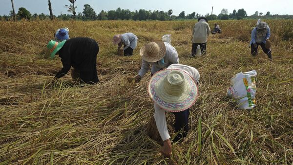 Thai farmers harvest rice at a field in the Takbai district of Thailand's restive southern province of Narathiwat on March 17, 2016 - Sputnik International