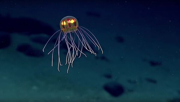 Jellyfish: April 24, 2016 - Sputnik International