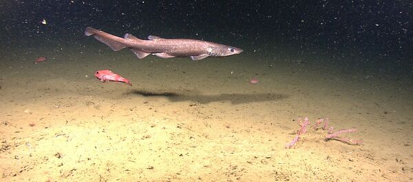 Catshark - Sputnik International