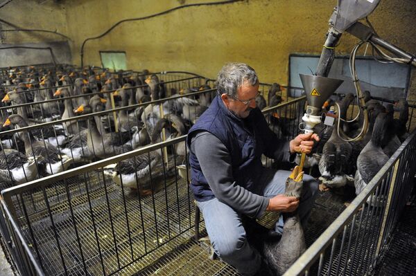 French Jean-Pierre Brazzalotto force-feeds a goose at his Grisettes farm, in Montesquiou, southwestern France (File) French Jean-Pierre Brazzalotto force-feeds a goose at his Grisettes farm, in Montesquiou, southwestern France (File) - Sputnik International