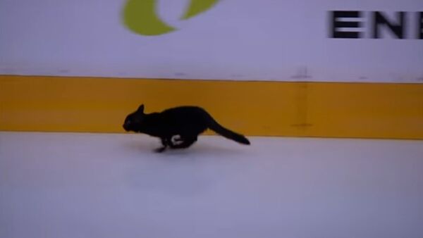 Black cat runs across ice, spells bad luck for Sharks - Sputnik International