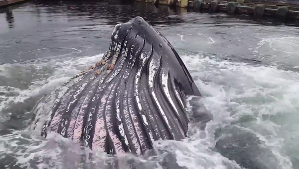 Ketchikan: Alaska Whale Feeding in Knudson Cove! - Sputnik International