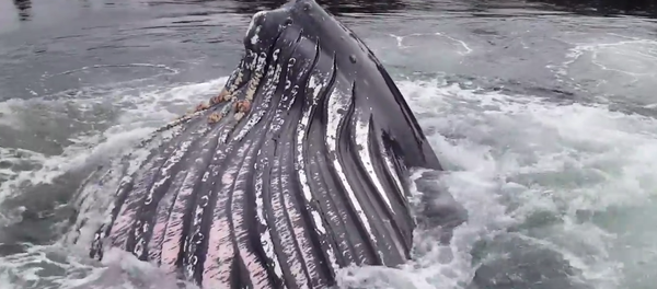 Ketchikan: Alaska Whale Feeding in Knudson Cove! Ketchikan: Alaska Whale Feeding in Knudson Cove! - Sputnik International