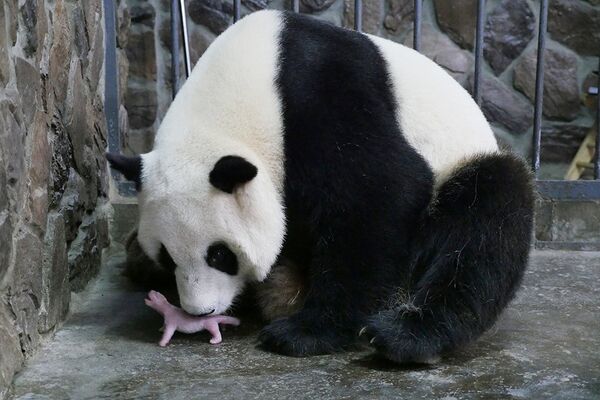 Mother giant panda Aibang is seen with her newborn cub at a giant panda breeding centre in Chengdu, Sichuan Province, China, May 6, 2016. Mother giant panda Aibang is seen with her newborn cub at a giant panda breeding centre in Chengdu, Sichuan Province, China, May 6, 2016. - Sputnik International