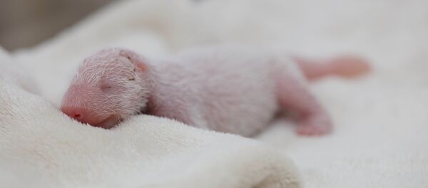 A newborn male giant panda cub is seen inside an incubator at a giant panda breeding centre in Chengdu, Sichuan Province, China, May 6, 2016. - Sputnik International