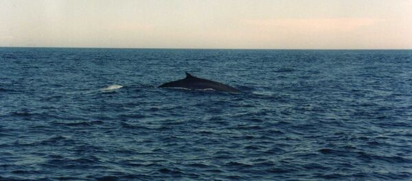 Finback Whale - Sputnik International