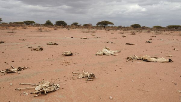 Carcasses of livestocks are pictured in Athibohol, North East of Nairobi (File) - Sputnik International
