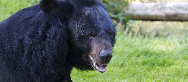 Asian Black Bear - Sputnik International