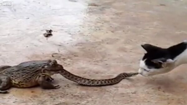 Cat's not sure what to make of snake in toads mouth - Sputnik International