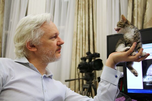WikiLeaks founder Julian Assange holds up his new kitten at the Ecuadorian Embassy in central London, Britain. (File) WikiLeaks founder Julian Assange holds up his new kitten at the Ecuadorian Embassy in central London, Britain. (File) - Sputnik International
