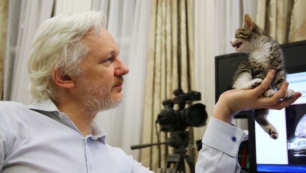WikiLeaks founder Julian Assange holds up his new kitten at the Ecuadorian Embassy in central London, Britain, in this undated photograph released to Reuters on May 9, 2016 - Sputnik International