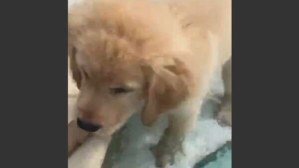 Puppy Peyton Tries a Pool Face-First - Sputnik International