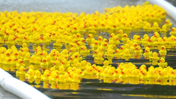 Rubber ducks float in a pond. - Sputnik International