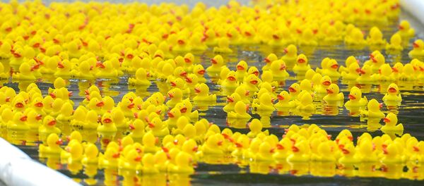 Rubber ducks float in a pond. Rubber ducks float in a pond. - Sputnik International