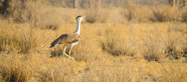 Great Indian Bustard Great Indian Bustard - Sputnik International