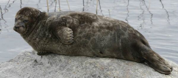 Ringed seal Ringed seal - Sputnik International