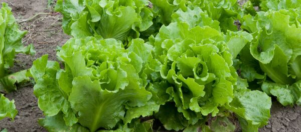 Lettuce Lettuce - Sputnik International